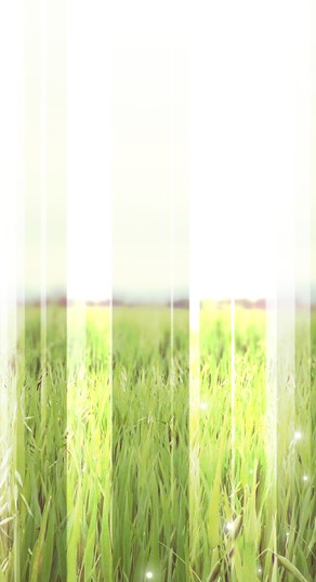 Field of Grass Website Sidebar
